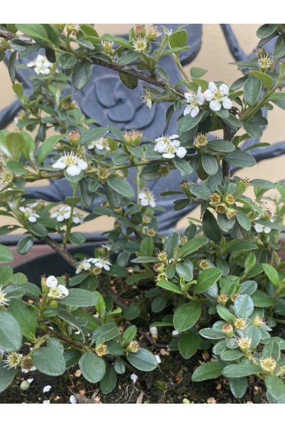 Кизильник гібридний / Даммера Корал Б`юти - 3л/вис.15-20см/Ø40-50см